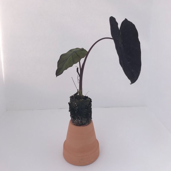Colocasia Electric Blue Gecko Elephant Ears